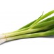 Vårløk bunt pakket