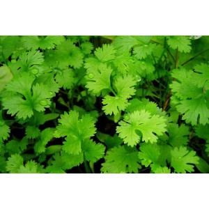 /prestashop/11100242-2648-thickbox/oregano-i-potte.jpg