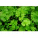 Oregano i potte