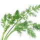 Oregano i potte