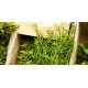 Oregano i potte