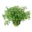 Oregano i potte