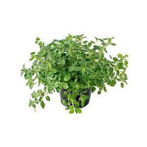 /prestashop/11100477-2985-thickbox/oregano-i-potte.jpg